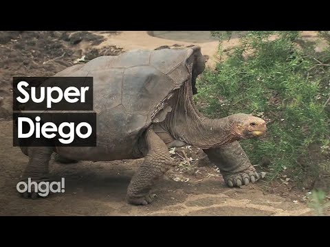 Super Diego, la tartaruga delle Galapagos che ha salvato la sua specie procreando più di 800 figli