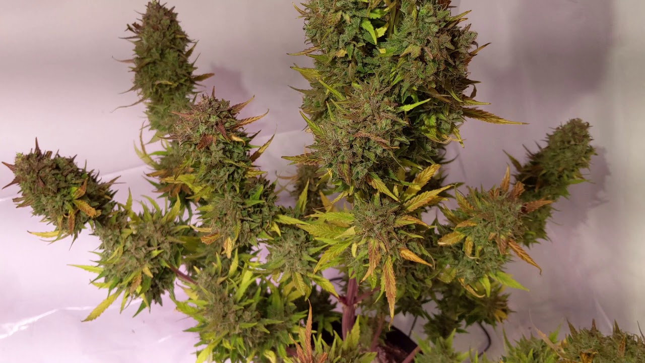 Dinafem Blue Critical Auto - Day 77