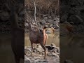What Happens When A Thirsty Sambar Deer Finds A Tiger Sleeping Nearby Tigerforest Indianwildlife What Happens When A Thirsty Sambar Deer Finds A Tiger Sleeping Nearby Tigerforest Indianwildlife