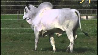 LOTE 128   2253 - Nelore Zeus