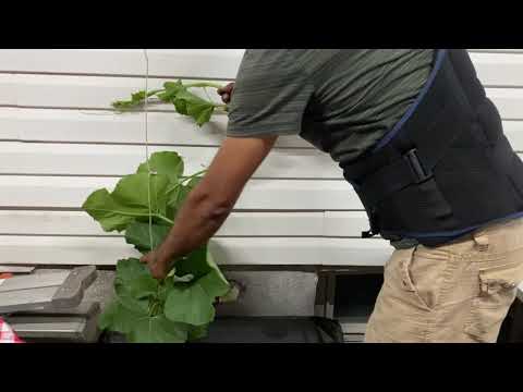 HYDROPONIC GARDENING SQUASH #1 (LOU / KODU)