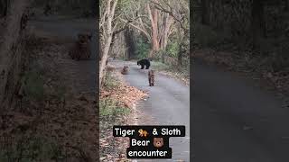Wild Jungle Drama 🔥 Tiger & Sloth Bear Encounter