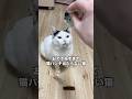 突然猫パンチかましてきたけど全く当たらず悔しそうな猫w