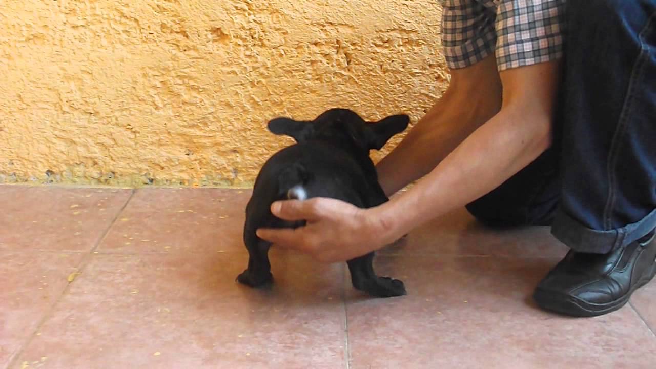 Bulldog Francés. Hembra 2. Perritos en venta. compromiso