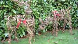 Animated Doe and Stag Christmas Reindeer
