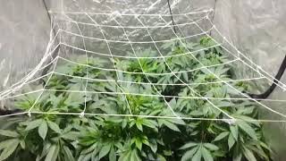 4x4 Friday - Extreme Foliar Strip