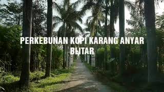 Kebun Kopi Karang Anyar Blitar