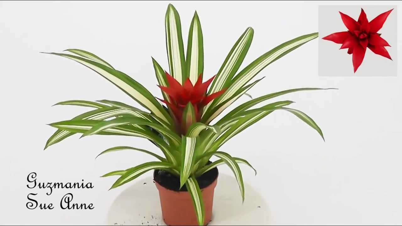 Guzmania Sue Anne regenwoud costa rica