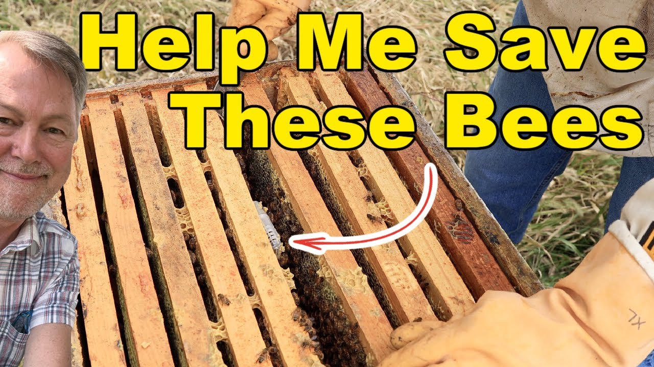 Пчеловодство: что происходит, когда пчёлы отвергают вашу новую матку