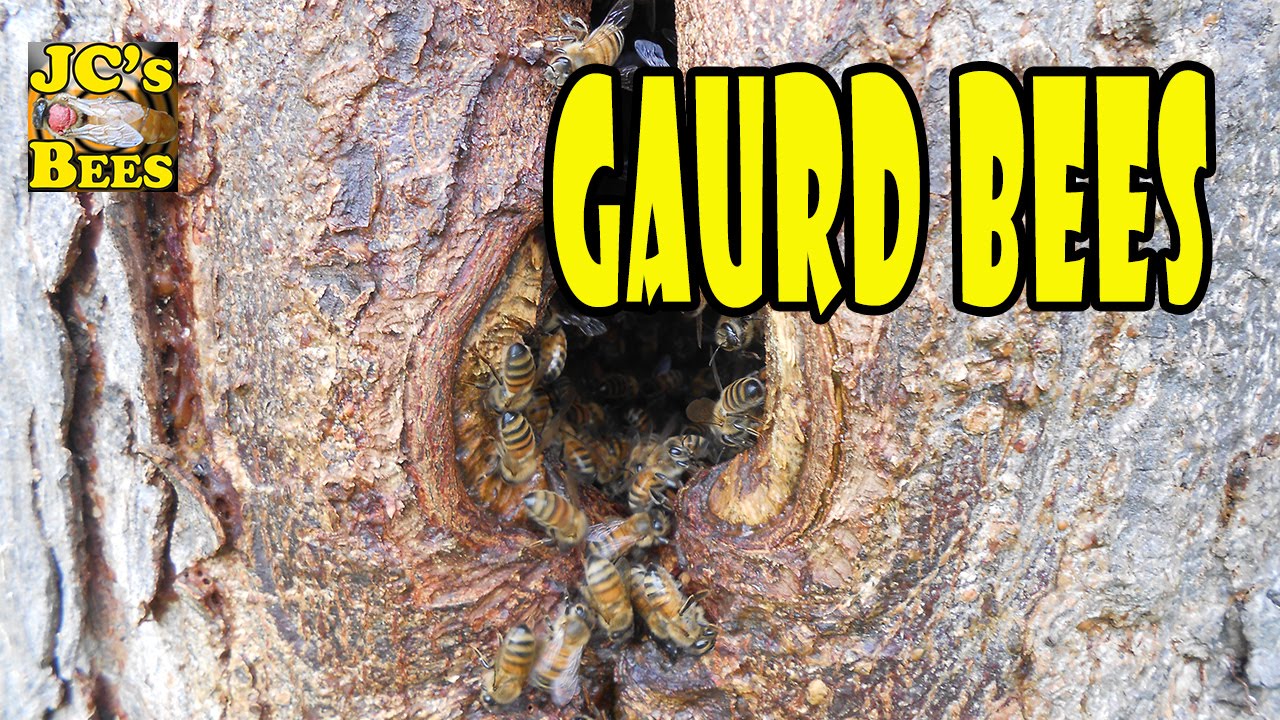What Are Guard Bees? (Explanation)