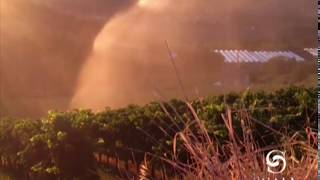Vini Biologici, Vendemmia 2018