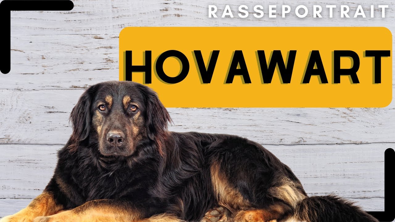 Hovavart - Ursprung, Wesen, Training & Haltung