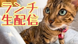 【ランチ生配信8/25】猫部屋開放から生配信はじめてみたいと思います！
