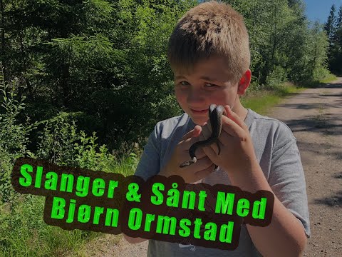 Video: Alt Om Slanger - Slangefakta Og Information