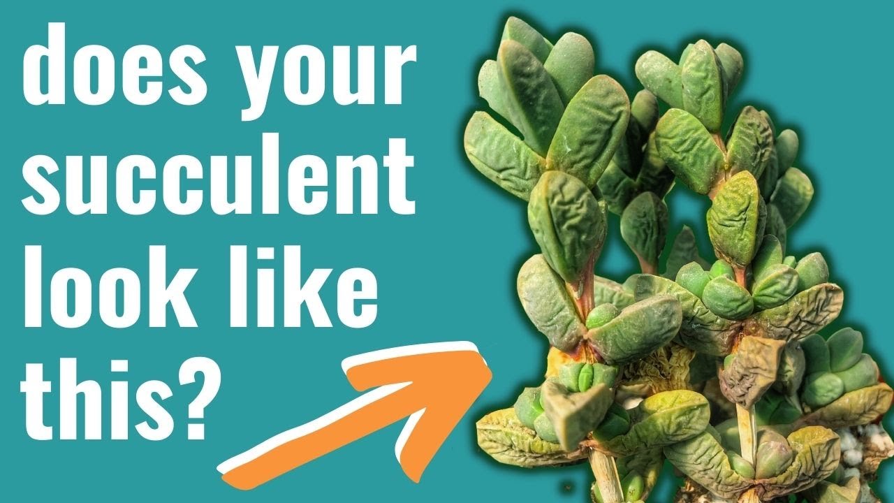 Signs of an Underwatered Succulent and How to Save It