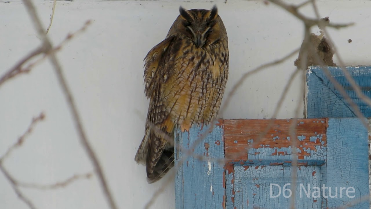 сова гарри поттера Asio otus, Long-eared owl (UK) Сова вухата (UA) Ушастая сова (RU)