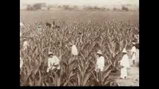 Agricultura y ganadería en el Porfiriato