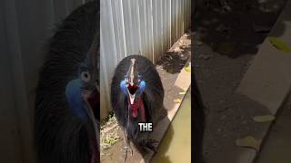 The Most Dangerous Bird on Earth? You Won’t Believe What It Can Do!