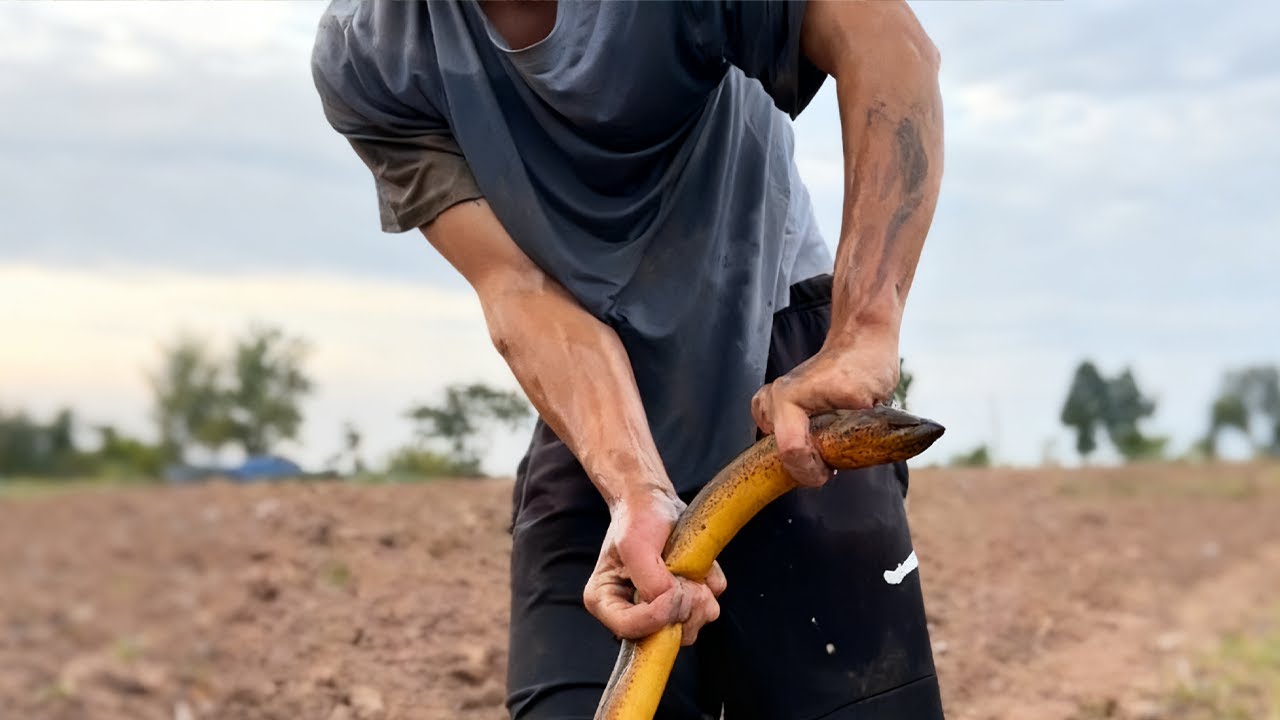太對了！水多看不到鱔魚洞時，“摸着走” 確實是最實用的辦法，既能靠手感找洞，還能避免踩漏潛在的 “藏貨點”，這都是實戰練出來的經驗～#fishing #大熱門