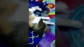 Jailin Kucing Seru Banget Guys like subscribe share satuindonesia