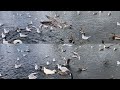 CHAOTIC AUTUMN EVENING AS SWANS,SEAGULLS,DUCKS AND PIGEONS SCRAMBLE FOR FOOD😂@iammarwa