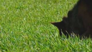 Schutzhund with Gottfried Dildei- Problem Solving in Tracking