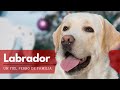 Labrador Retriever - Todo lo que Debes Saber sobre la Raza