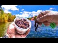 Catching dinner with worms how to find  catch bluegill  shellcracker