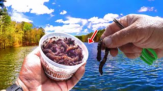 Catching Dinner With Worms! How To Find & Catch Bluegill & Shellcracker