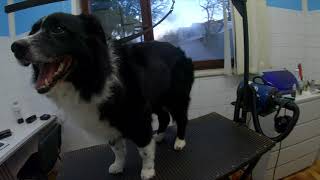 Grooming Border Collie by Dlakca pet grooming 790 views 2 years ago 4 minutes, 3 seconds