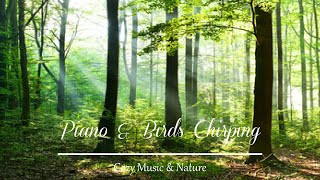 Cozy nature music with birds for beautiful relaxation, music pampers the soul and heart