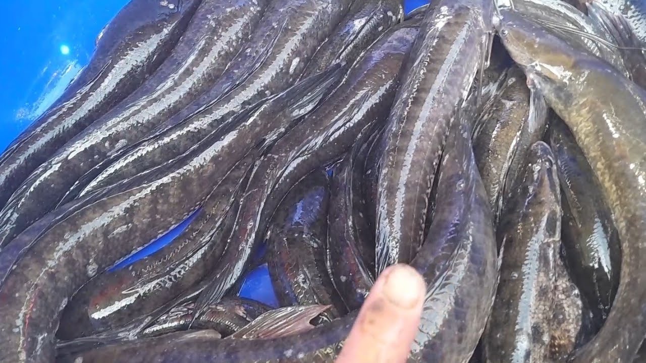 Di tham lo dung ngây bay ca loc khung va thanh qua 11kg ca loc qua da nhe anh em