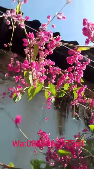 Bibit bunga air mata pengantin Murah
