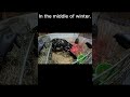 Newborn Twin Goats Struggle to Stand (First Minutes Alive)