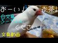 おーい！お茶！お茶ください！白文鳥ふーちゃん　文鳥動画