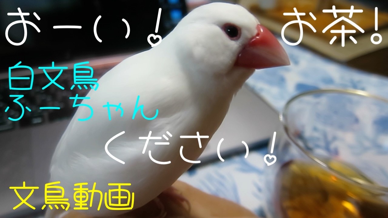 おーい！お茶！お茶ください！白文鳥ふーちゃん 文鳥動画 - YouTube