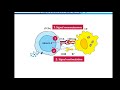 Activation et différenciation des lymphocytes TCD4