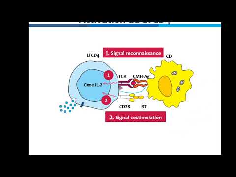 Activation et différenciation des lymphocytes TCD4