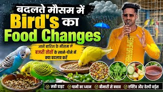 What to Feed Your Birds During the Monsoon? 🦜🌧️