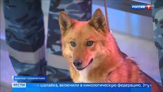Собаки с уникальным чутьем: шалайку представили как новую породу Собаки с уникальным чутьем: шалайку представили как новую породу