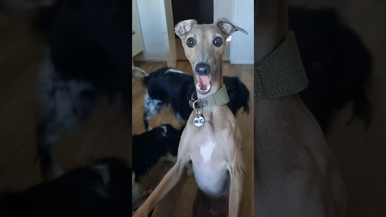 Grappige honden video