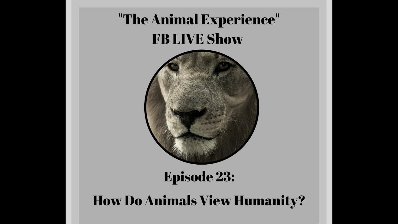 The Animal Experience Episode 23 How Do Animals View Humanity?