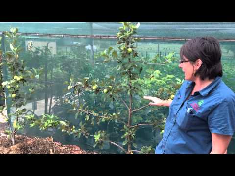 تصویری: چگونه درخت کرابپل آدامز را پرورش دهیم - استفاده از کرابپل آدامز برای گرده افشانی