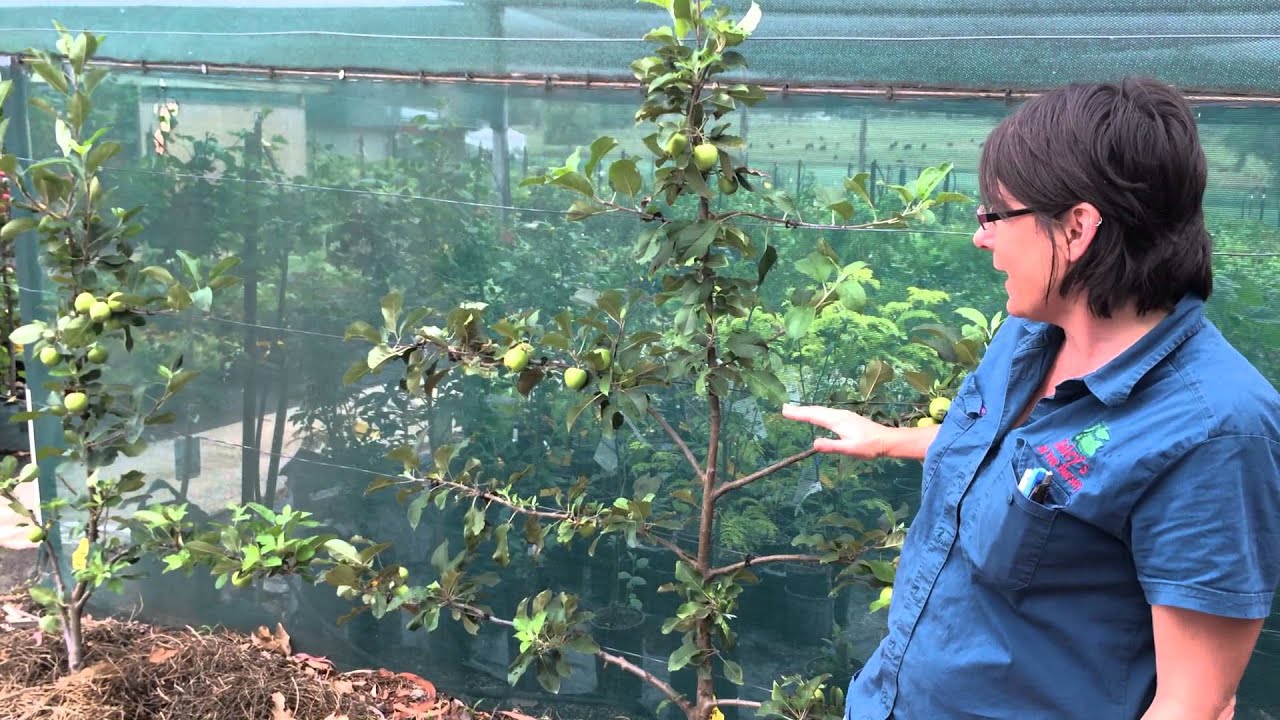 Tropical Apple Tree - How to Grow on Wire Espalier style - Cross Pollination Tips