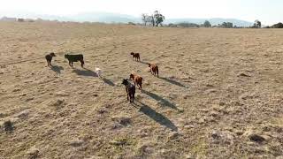 Mongan's Blairs Lane, Yackandandah