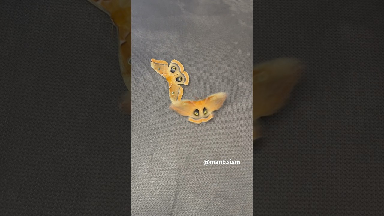 2 Polyphemus Moths