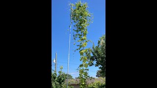 Homemade Hop Trellis - Small footprint!