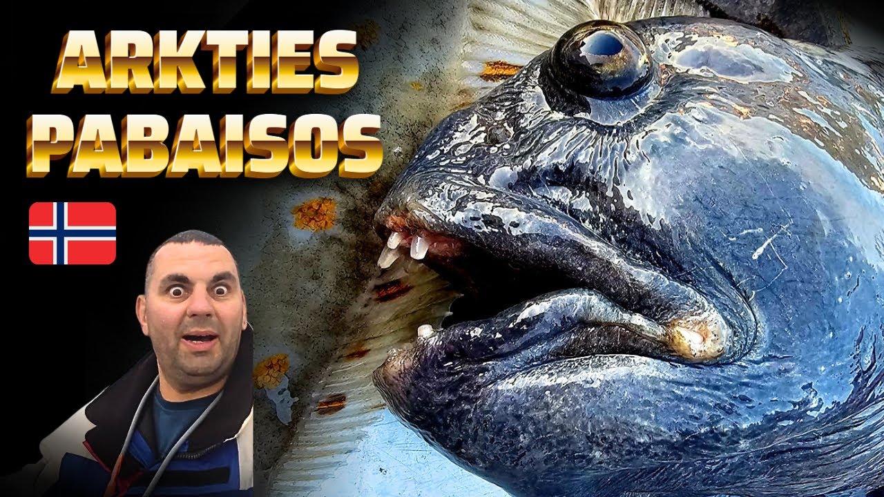 Ž𝐕𝐄𝐉𝐘𝐁𝐀 𝐀𝐑𝐊𝐓𝐘𝐉𝐄 [2] Š𝐈𝐔𝐑𝐏Ą 𝐊𝐄𝐋𝐈𝐀𝐍𝐓𝐘𝐒 𝐉Ū𝐑𝐎𝐒 𝐕𝐈𝐋𝐊𝐀𝐈 𝐈𝐑 𝐊𝐈𝐓𝐎𝐒 𝐍𝐎𝐑𝐕𝐄𝐆𝐈Š𝐊𝐎𝐒 Ž𝐔𝐕𝐘𝐒 | Halibut  wolffish