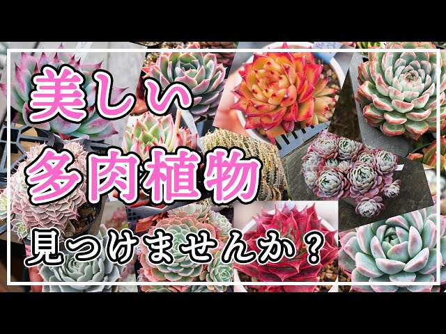 Pagpag様7苗㉗ミソップさん大きめ❣️さくらホイップ❣️ミニマカロン❣️ Succulents] We'll guide you into the beautiful world of succulents