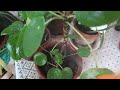 Комнатные растения. Пилея Пеперомиевидная.Pilea Peperomioides